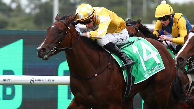 Lady Of Camelot won the Golden Slipper after she was run off her feet in the Blue Diamond. Picture: Jeremy Ng/Getty Images