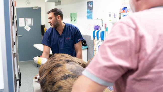 Dr Simon Lemin (purple) and Dr Gerardo Poli (blue) wheel Chester the boar in for life saving surgery at the Jindalee Animal Emergency Service recently. He belongs to AES Director Simon Levin. Picture: AES