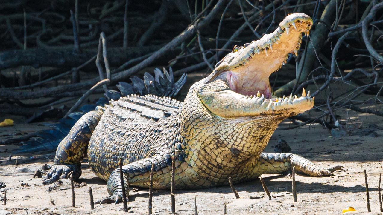 Australian saltwater crocodiles are considered among the most dangerous predators in the world. Picture: File photo