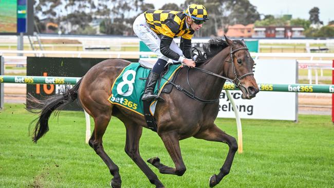 The Danny O’Brien-trained Lovazou will have a crack at a third straight win at Caulfield on Saturday. Picture: Racing Photos via Getty Images