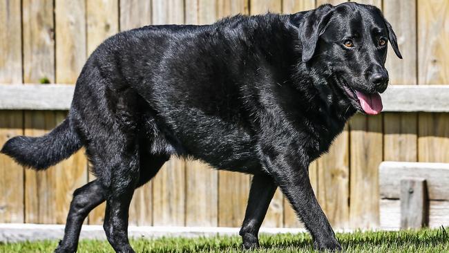 Jett the two-year-old black labrador has severe hip and elbow dysplasia. Picture: Zak Simmonds