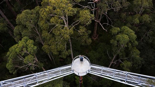 Valley of the Giants Tree Top Walk.