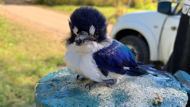 Marian woman Kiya Durbridge found two kingfisher birds glued to the sign at Cathu State Forrest.