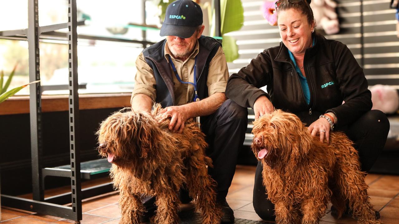RSPCA Tasmania workers Paul Wyld and Lauren Chenhall with two of the rescued labradoodles at Wags and Tails in Launceston. Picture: Stephanie Dalton