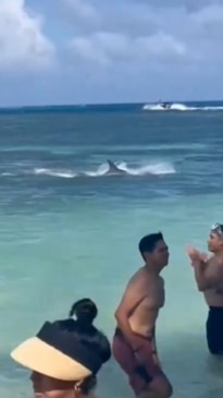 Terrifying moment shark attack forces tourists out of the water