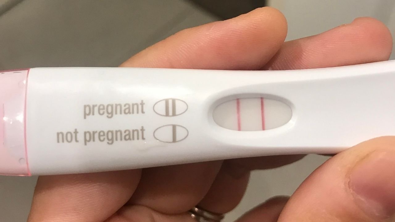 wife pregnant by bull pregnancy test