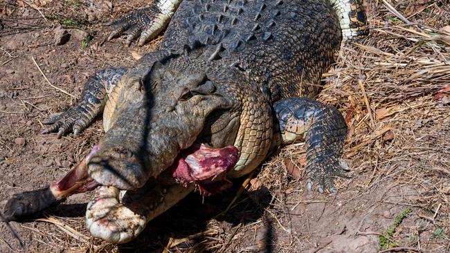 Trevor Sullivan’s croc, Big Jack. Picture: Pema Tamang Pakhrin