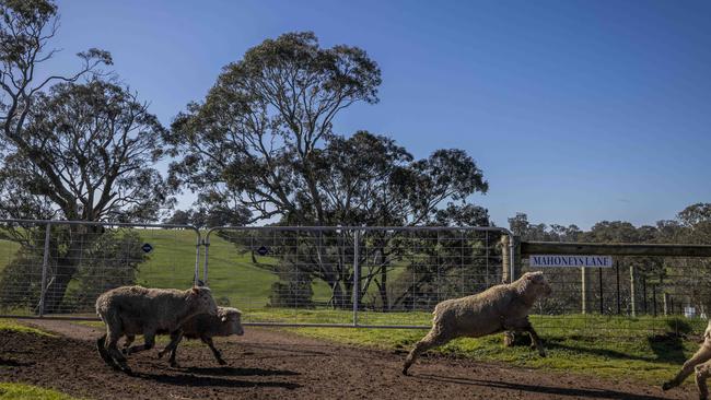 Farmers in Glenelg Shire are accusing the council of trying to “circumvent the Victorian Government’s Fair Go Rate Cap”. Picture- Nicole Cleary