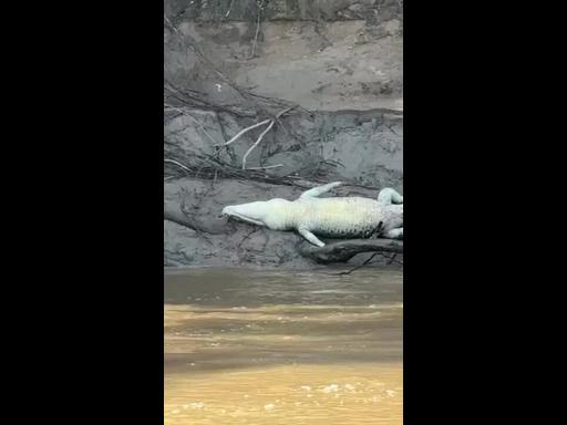 Dead crocodile on the banks of Daly River, Northern Territory