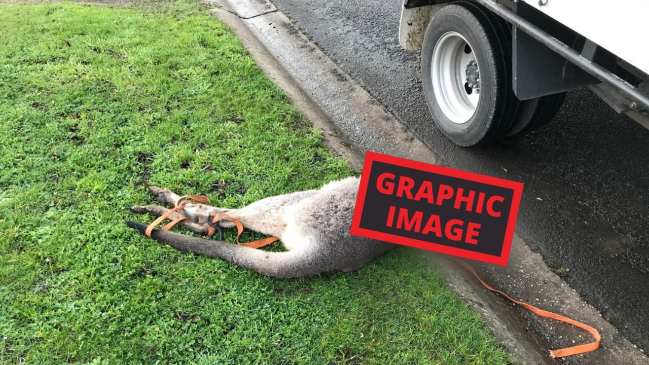 The animal was found tied up with an orange rope. Picture: Supplied.