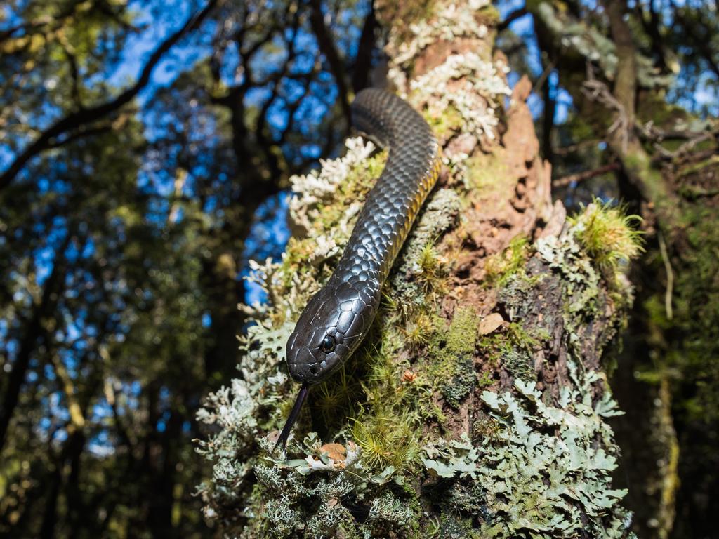 Tiger Snake. Steve Irwin’s 13-year-old son Robert demonstrates an exceptional talent behind the lens with a series of candid and close-up images of wildlife in their natural habitats. Picture: Robert Irwin