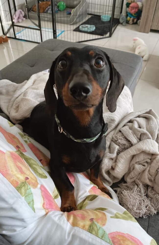 Ipswich Cutest Dog Competition 2022: Celeste Blewonski's dog #1.