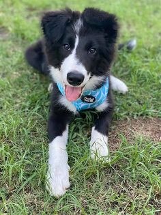 Gold Coast's cutest dogs: Buddy. By Nica Dell Reeves.