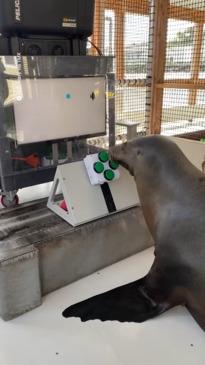 These sea lions are being taught to play video games - for science!