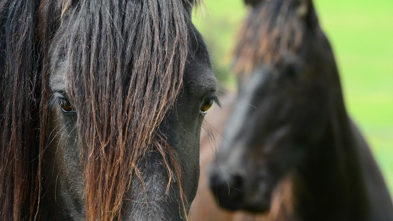 Owners are asked to monitor their horses for sudden lethargy, diarrhoea and high temperatures. Picture: Zoe Phillips