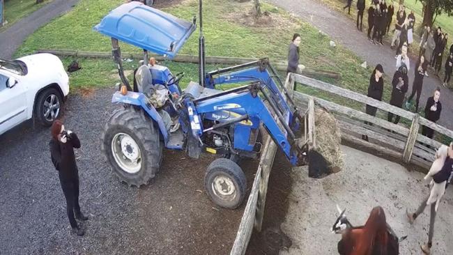 Security footage from 2018 shows vegan activists kidnapping goats from the Gippy Goat Cafe. Picture: Facebook