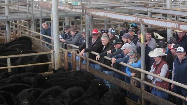 Buyers gather at the rail during the Leongatha cattle sale. Picture: Yuri Kouzmin