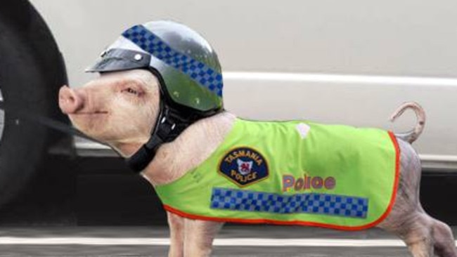 Tasmania Police posted this picture of a pig in uniform on their Facebook page. Picture: Tasmania Police