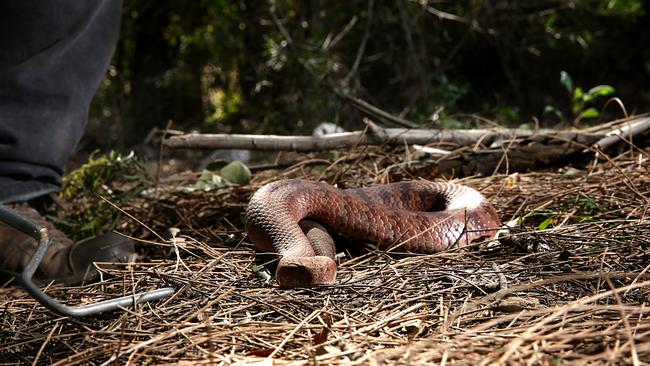 The red death adder is a venomous ambush predator. Picture: Carmela Roche