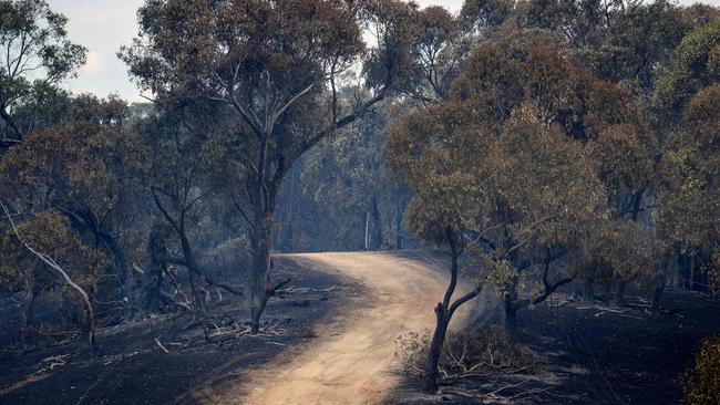 Burnt bushland in Yea. Picture: Mark Stewart