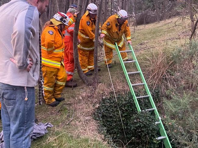 TFS and SES crews set up a ladder and harnesses as they prepare to rescue pet dog Bear.