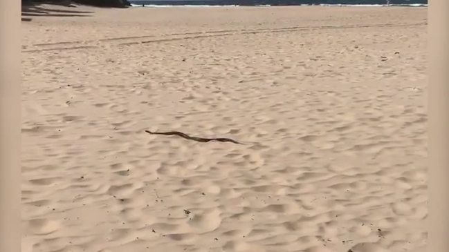 Red-bellied black snake on beach Urunga