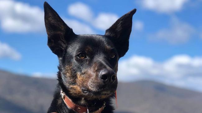 Ezra the kelpie-cross was brutally stabbed to death at a family property in Glen Creek last week. Picture: Supplied