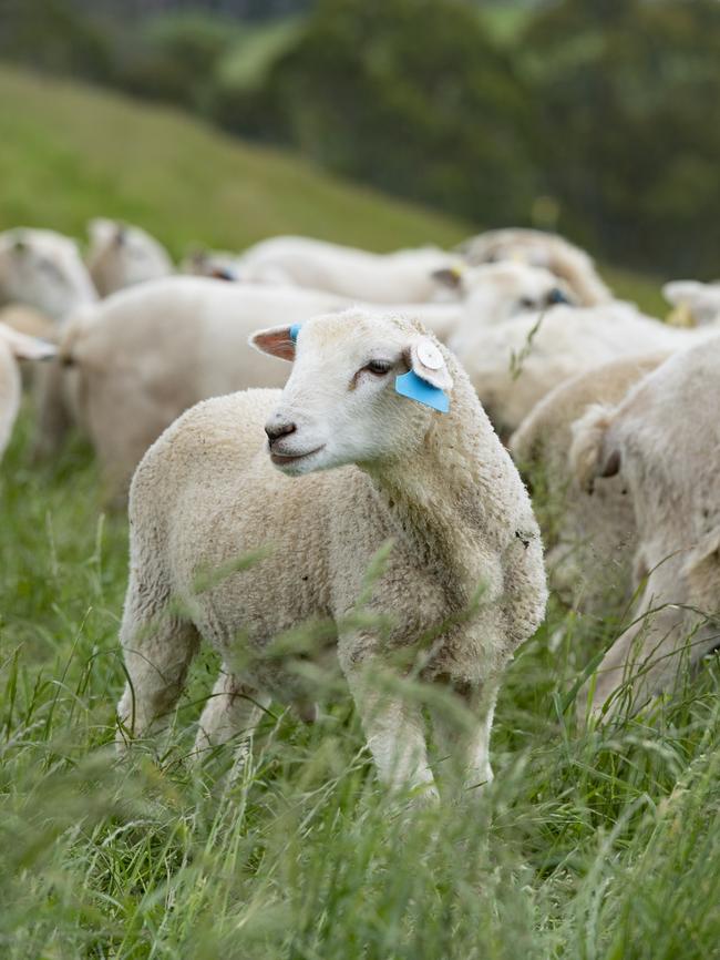 The price of lamb, and other meat, will only rise with more climate change measures. Picture: Zoe Phillips