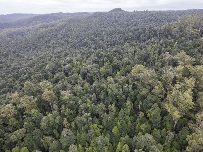 10 March 2016.  Rapid and Little Rapid Rivers, in Tasmania's Takayna / Tarkine region, that were protected from logging under the 2012 forestry 'peace deal' but which are now earmarked for potential future harvesting. Pictures: Rob Blakers