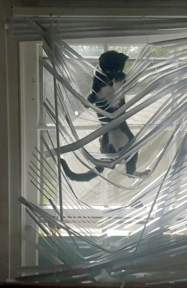 Velcro, who got tangled inbetween his catsitter’s broken blinds. Picture: Caters