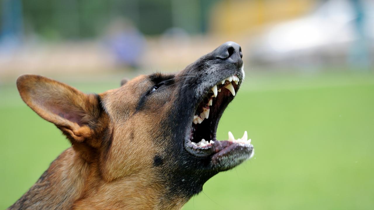 Understanding each individual dog’s behaviour can be very complex an expert has said.