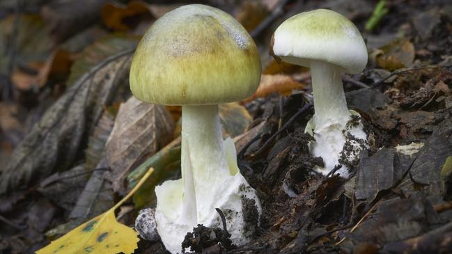 Amanita phalloides, or the death cap mushroom, can appear like straw mushrooms when they’re young. Picture: iStock