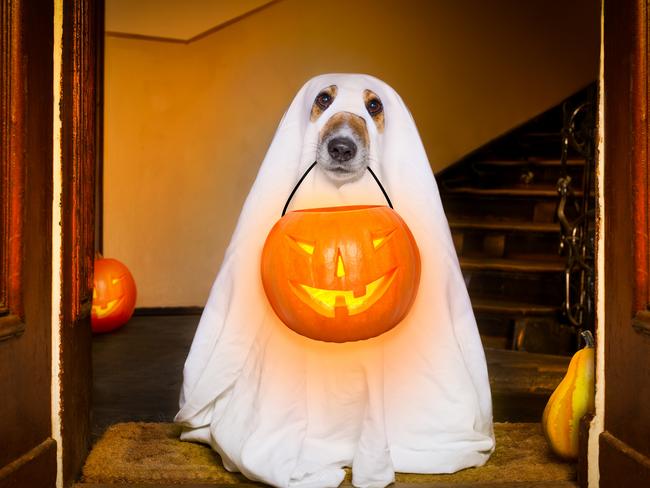 Halloween: Best animal costumes on the internet | news.com.au ...