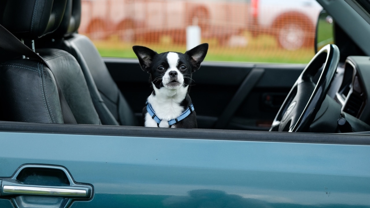 Dog owners could face jail time for leaving pets in hot cars