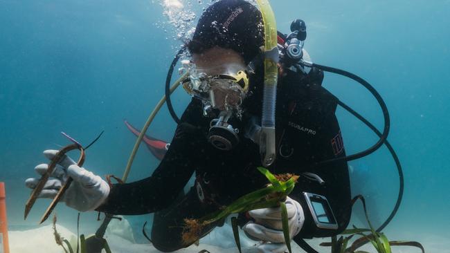 How Aussies are helping oceans store ‘blue carbon’