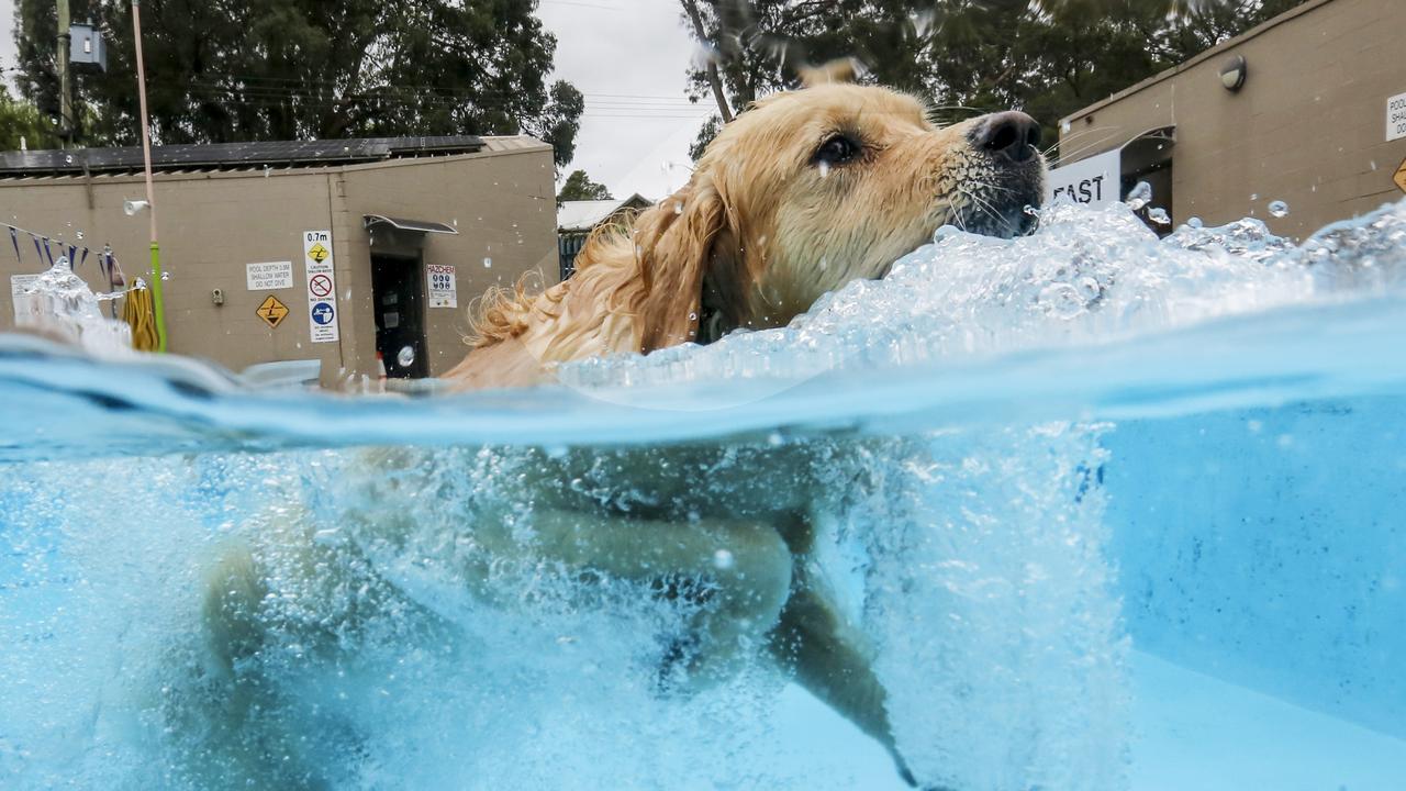 SKYY SHOWERING TOPDOG