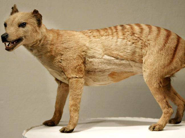 A Tasmanian tiger on display at the Australian Museum in Sydney. Picture: Torsten Blackwood