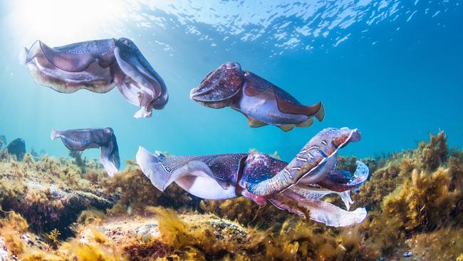 Snorkelling operators are concerned about the future of the giant cuttlefish population near Whyalla. Picture: Carl Charter