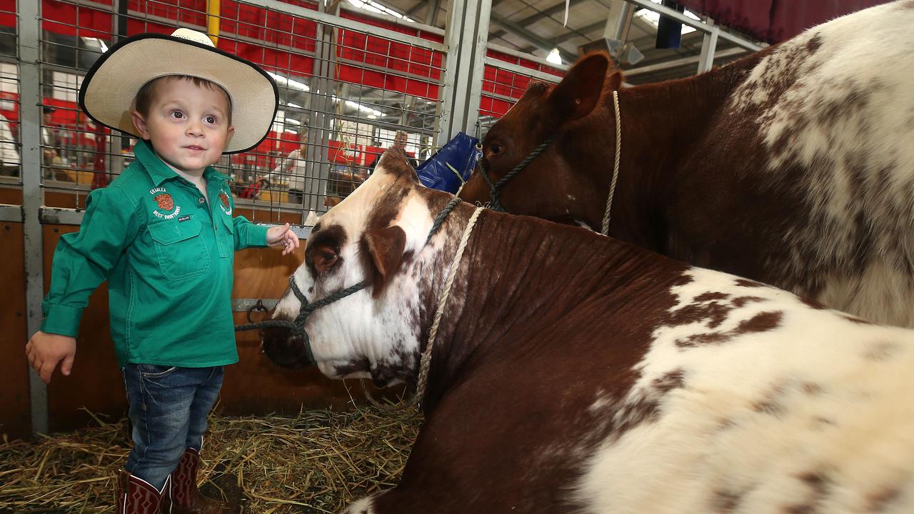 Archie Wickham, 3, from Lake Bogga, with Australian Short Horn Junior Champion with Grand Champion cow Roly Park Tasmania, Lake Bogga at the Royal Melbourne Show. Picture: Yuri Kouzmin