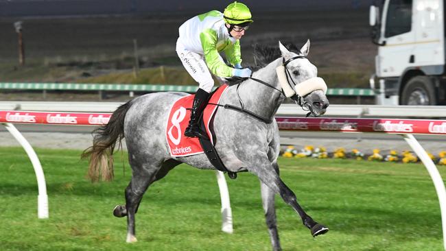 Promising stayer Thunder Zeus will carry the FightMND silks when he heads to Flemington on Saturday. Picture: Racing Photos via Getty Images.