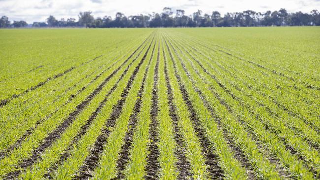 A crop of wheat at Dusty Pascoe’s property north of Bendigo. Picture: Zoe Phillips