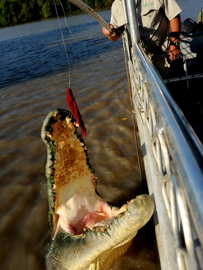 Brutus has a fearsome set of jaws. PICTURE: Brad Fleet