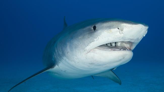 Sharks Queensland: Control program catches more dangerous sharks | The ...