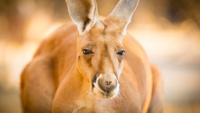 A large male red kangaroo from Central Australia. Close up, head on.