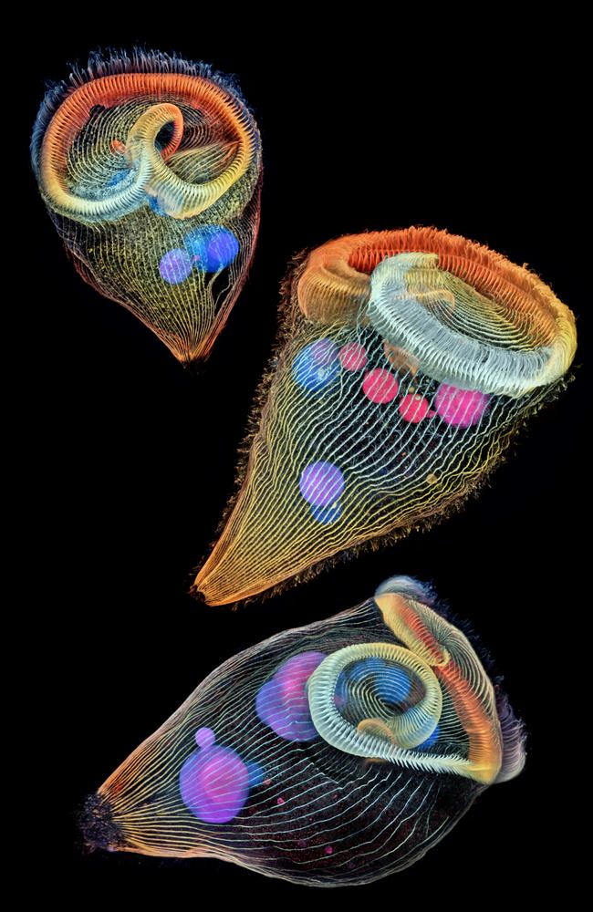 Nikon Small World 2019 2nd Place - Depth-color coded projections of three stentors (single-cell freshwater protozoans) Dr. Igor Siwanowicz, Howard Hughes Medical Institute (HHMI) Janelia Research Campus Ashburn, Virginia, USA