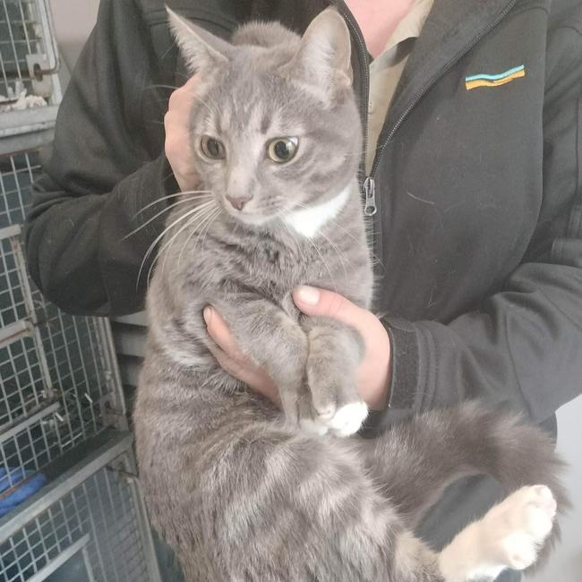 One of 11 cats rescued from euthanasia at Melton's pound on Tuesday morning following a 