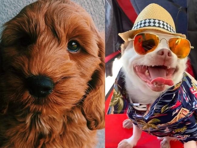 QLD's Cutest Dogs - Top 100