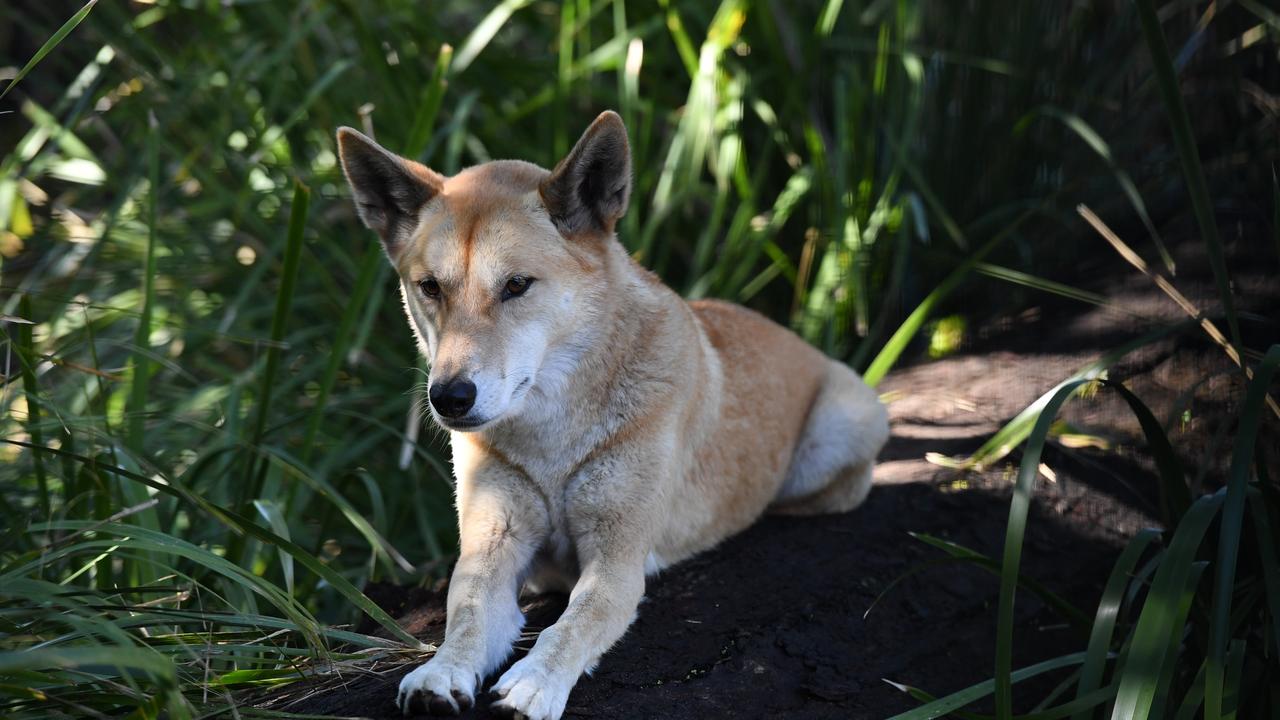 A Unique Insights into Australia`s Top Land Predator - The Dingo