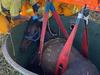 Frantic effort to rescue horse from septic tank