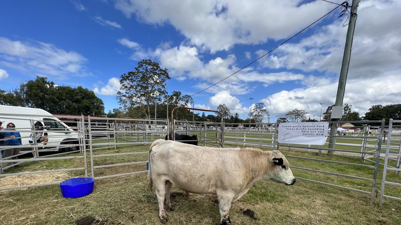 A guess the weight of the bull competition captivated showgoers at the 120th Murwillumbah Show.